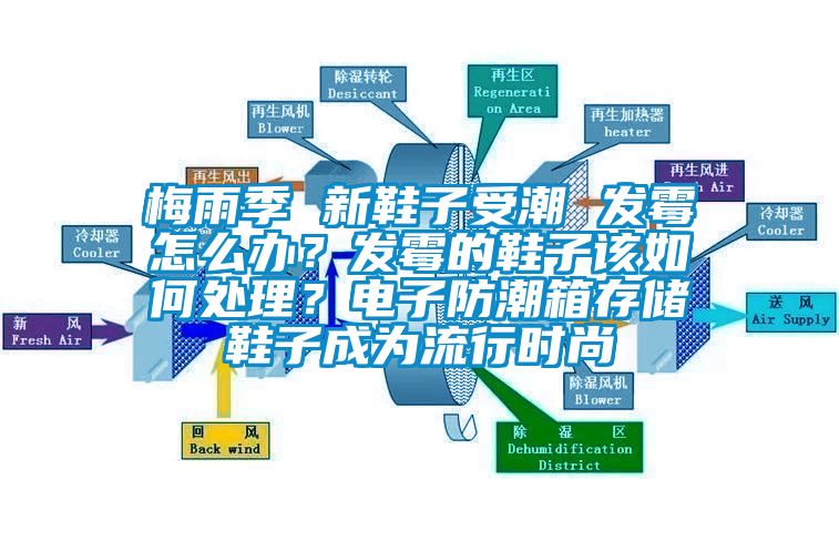 梅雨季 新鞋子受潮 發黴怎麽辦？發黴的鞋子該如何處理？電子防潮箱存儲鞋子成為流行時尚